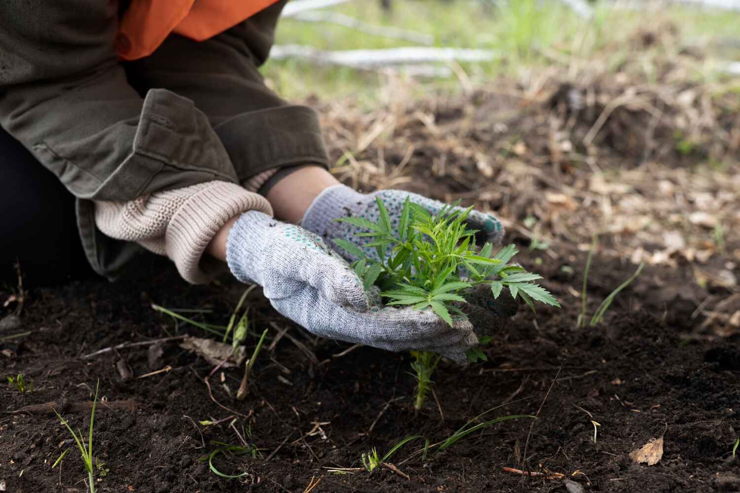 Best Tree Care Services  in USA